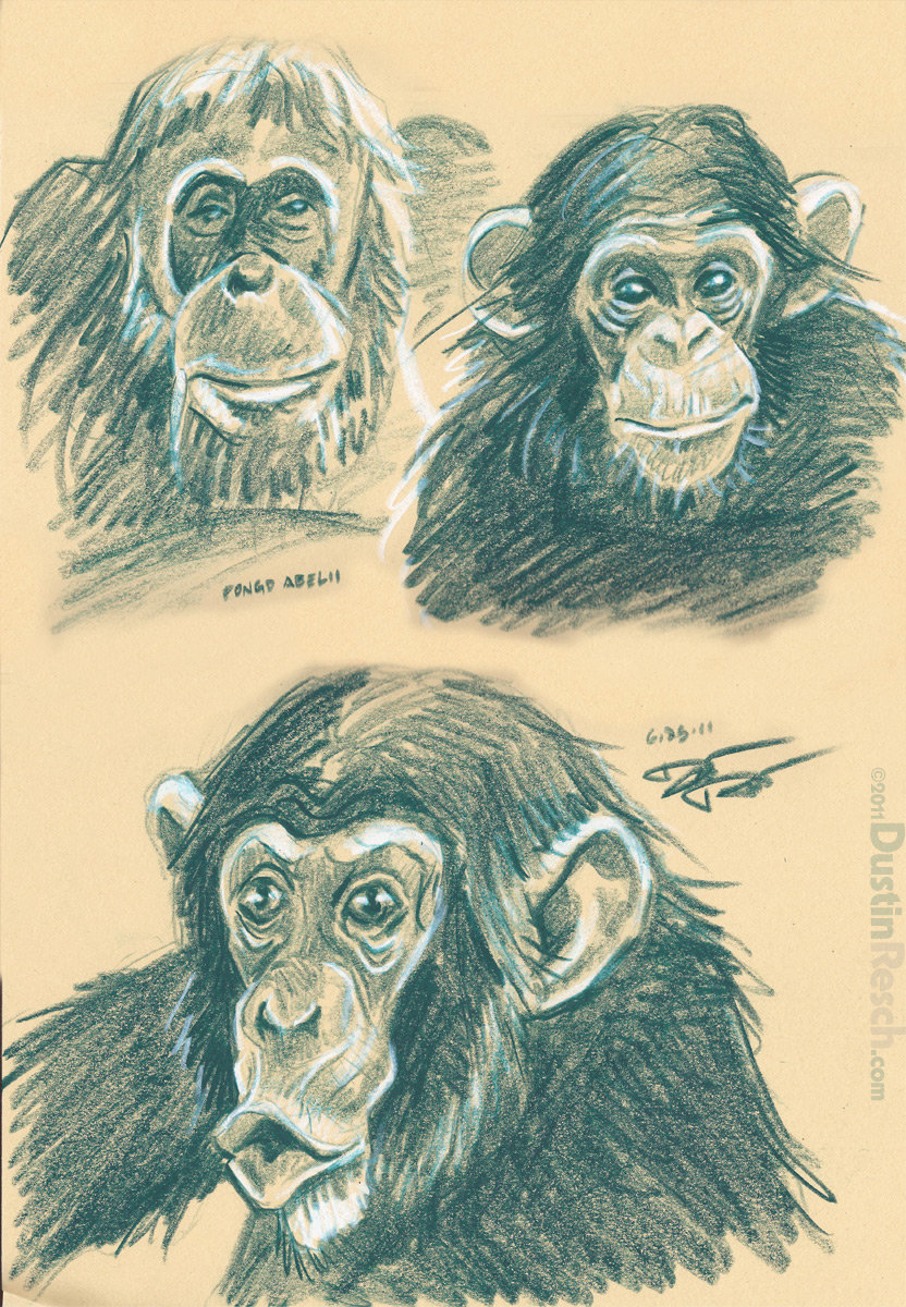 Animal Face Sketches